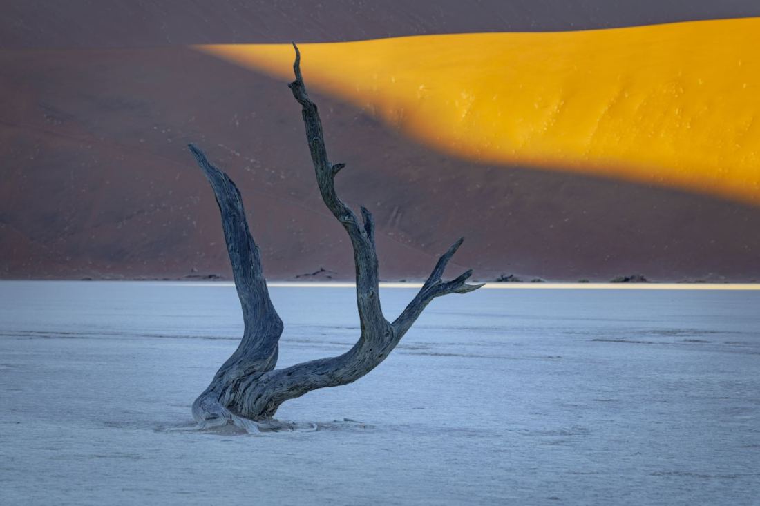A dead camel thorn tree leaning hard to one side, still standing on the white
        clay pan at Deadvlei, with a sunlit dune behind it.